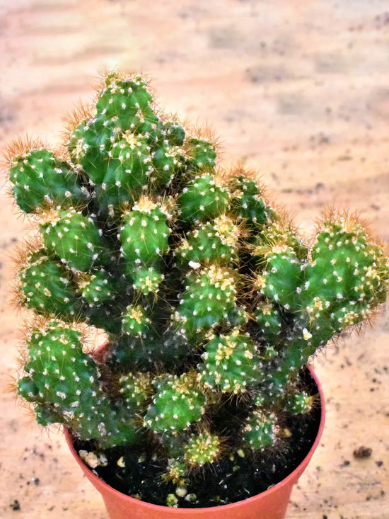 Cereus Repandus Monstrosus Plant or Peruvian Apple Cactus with Green coloured leaves and White coloured flower 