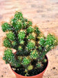 Cereus Repandus Monstrosus Plant or Peruvian Apple Cactus with Green coloured leaves and White coloured flower 