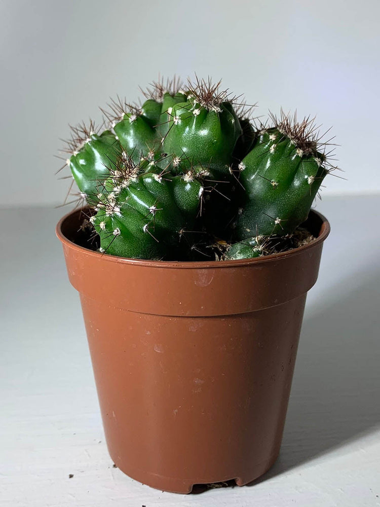 Cereus Repandus Monstrosus