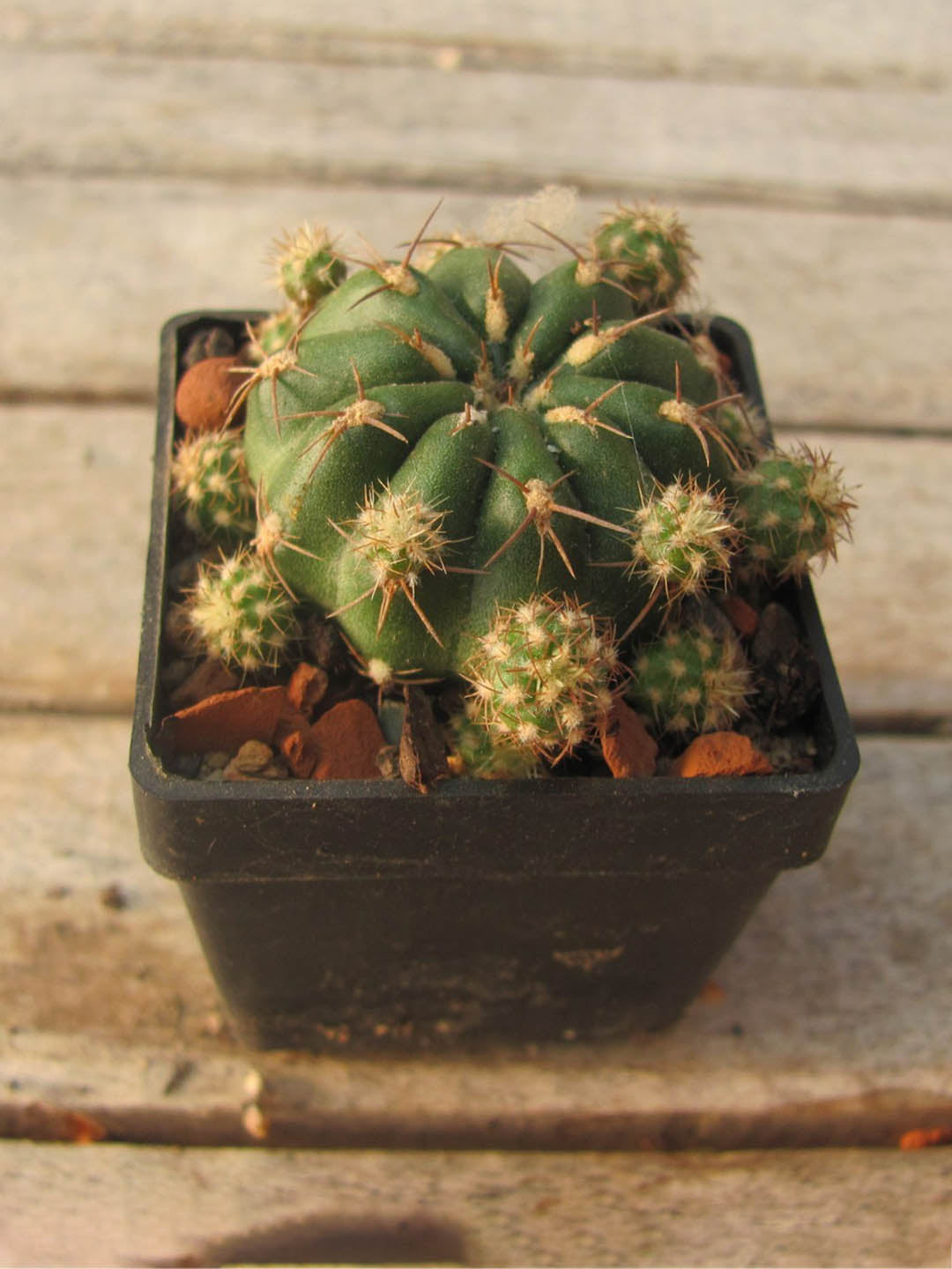 Matucana Polzii Plant or Matucana with Green coloured leaves and Pinkish Orange coloured flower 