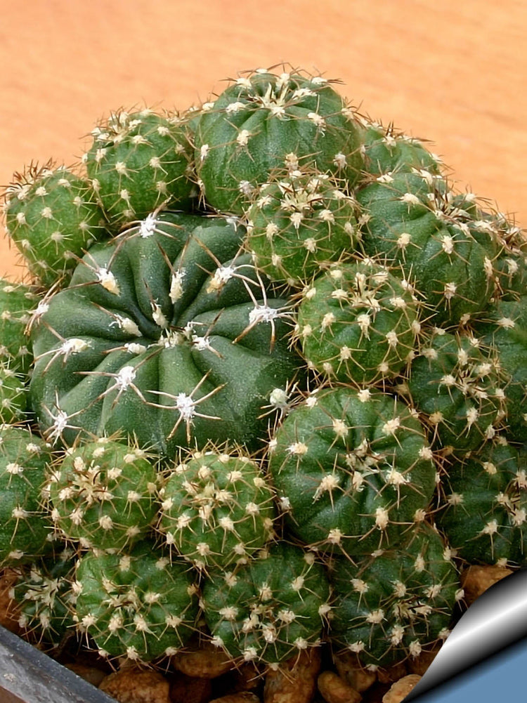 Matucana Polzii