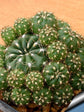 Matucana Polzii