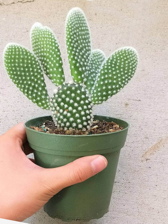 Opuntia Microdasys Plant or Bunny Ears Cactus,Angel Wings with Green coloured leaves