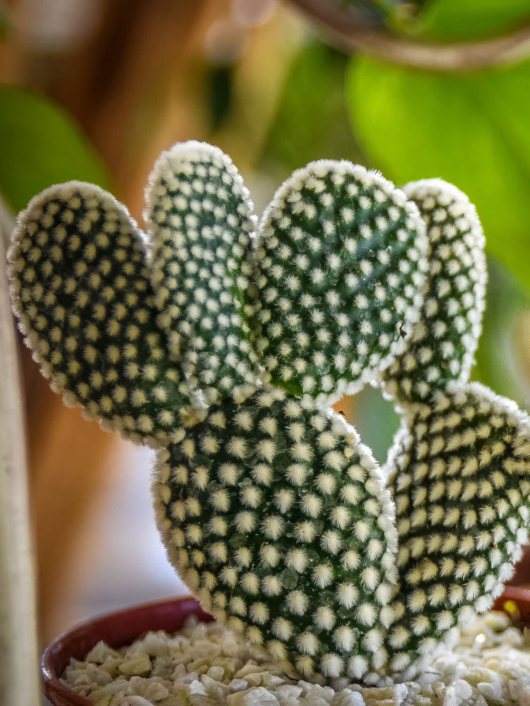 Opuntia Microdasys