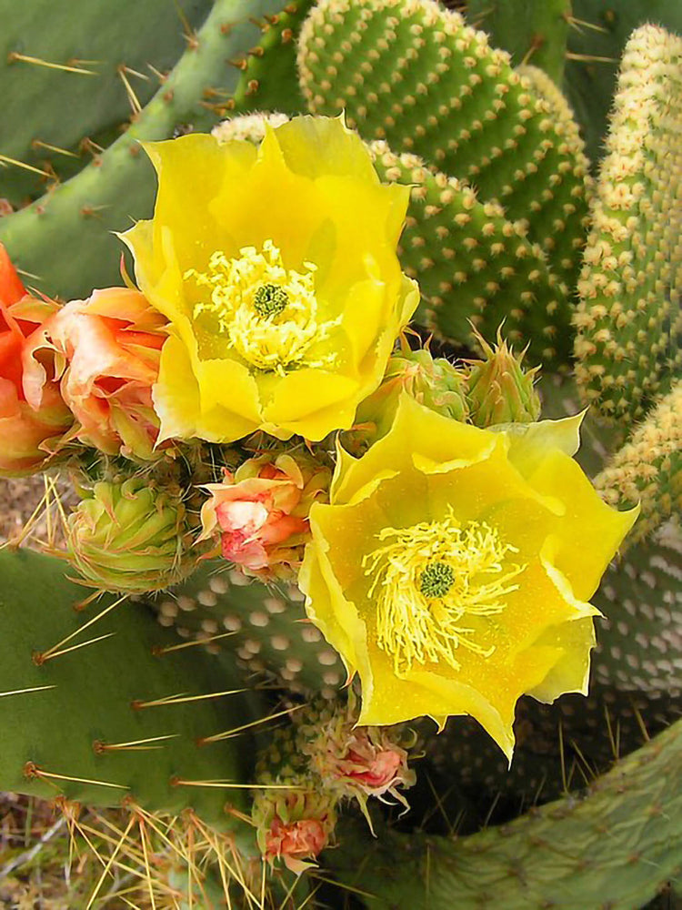 Opuntia Microdasys