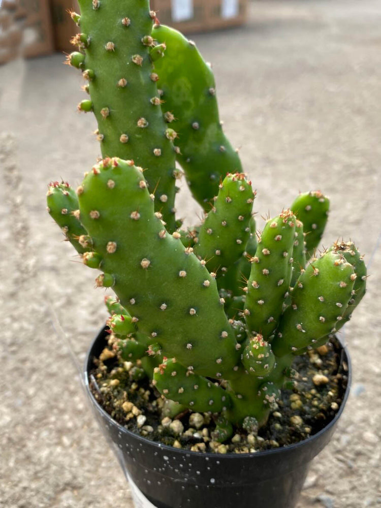 Opuntia Monacantha Plant or Drooping prickly pear with Green coloured leaves