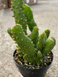 Opuntia Monacantha Plant or Drooping prickly pear with Green coloured leaves
