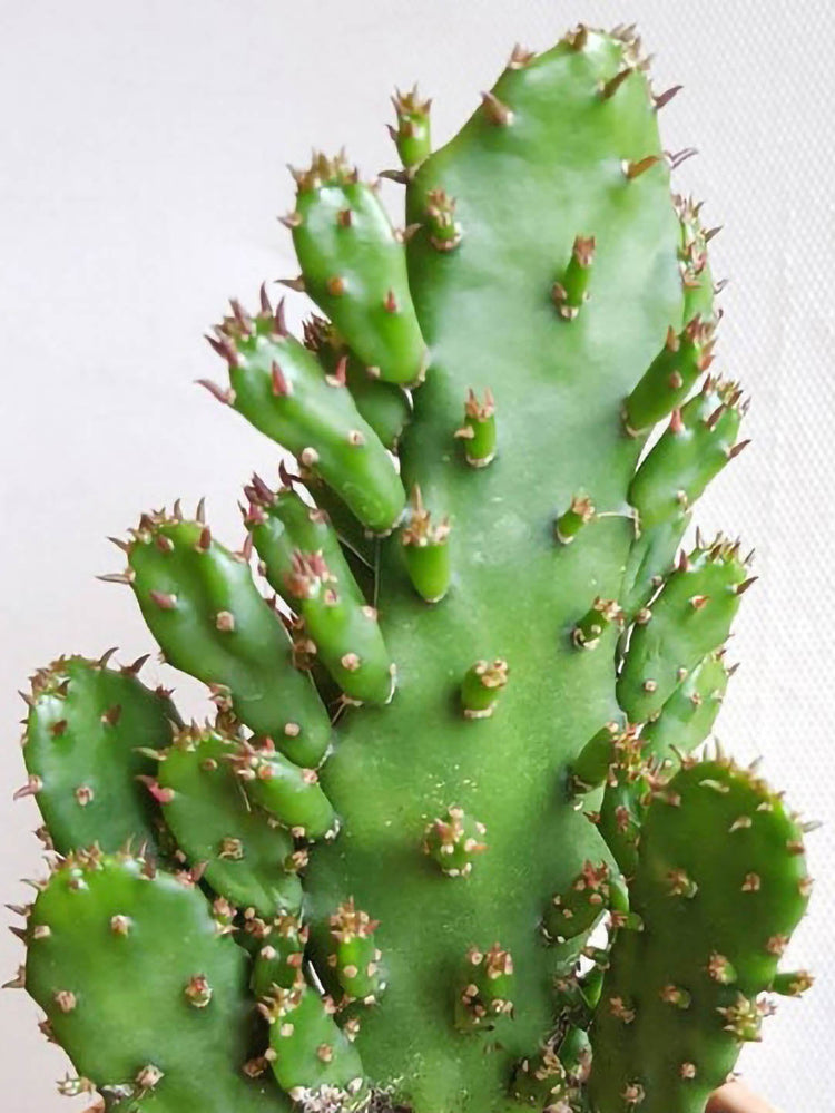 Opuntia Monacantha