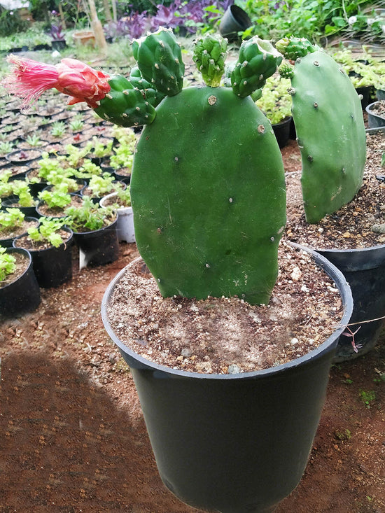 Opuntia Cochenillifera Plant or Cochineal Nopal Cactus with Green coloured leaves and Pink coloured flower 