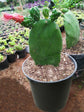 Opuntia Cochenillifera Plant or Cochineal Nopal Cactus with Green coloured leaves and Pink coloured flower 