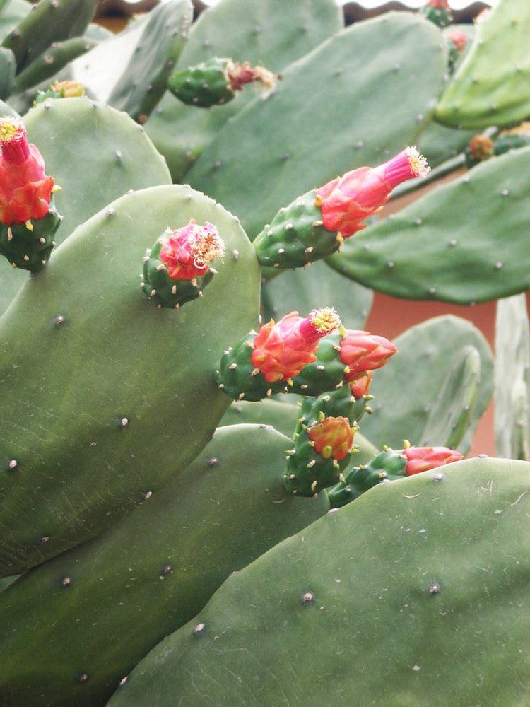 Opuntia Cochenillifera
