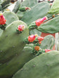 Opuntia Cochenillifera