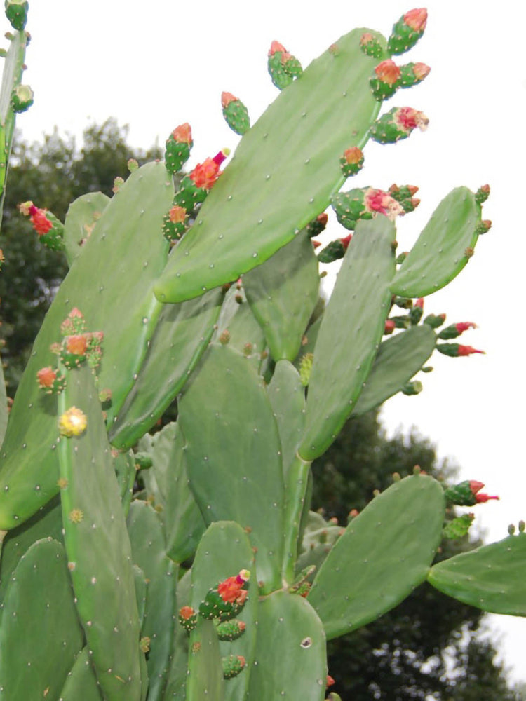 Opuntia Cochenillifera