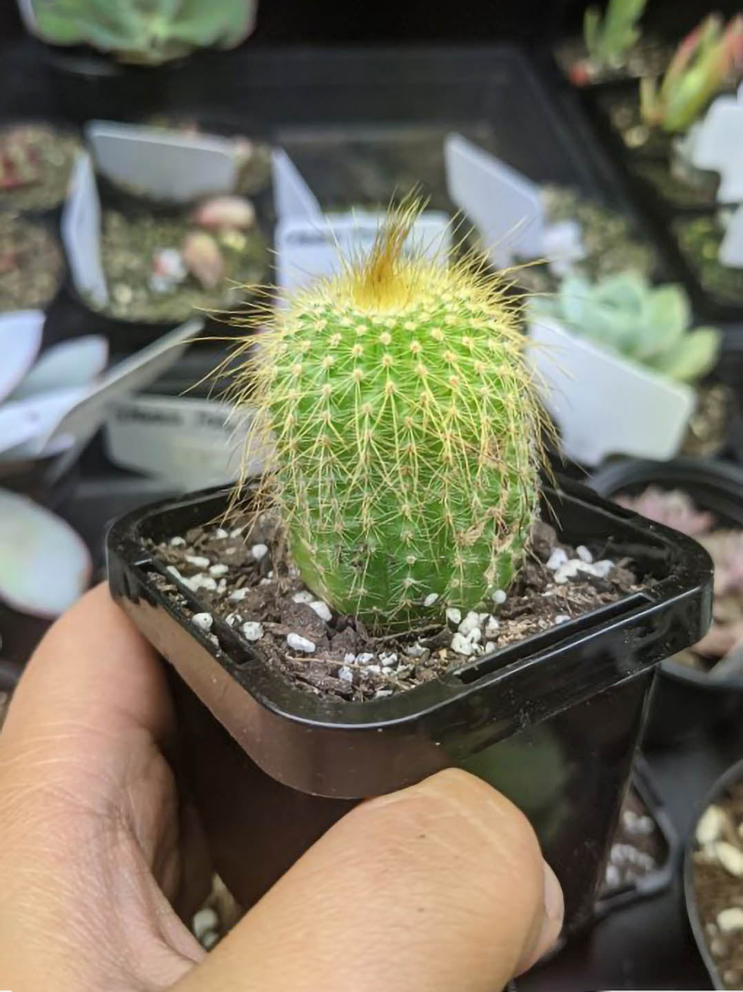 Parodia Leninghausii Plant or Yellow Tower with Green with Yellow tinted Spikes coloured leaves and White, Yellow coloured flower 