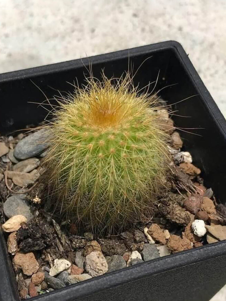 Parodia Leninghausii