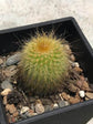 Parodia Leninghausii
