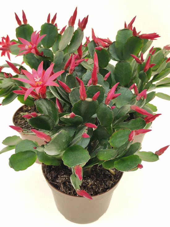 Schlumbergera Gaertneri Plant or Easter Cactus with Green coloured leaves