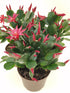 Schlumbergera Gaertneri Plant or Easter Cactus with Green coloured leaves