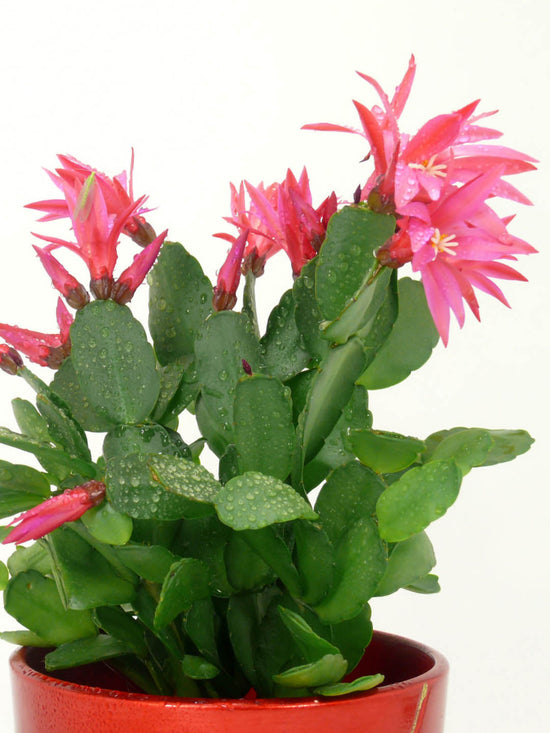 Schlumbergera Buckleyi Pink Plant or Christmas Cactus Pink,Schlumbergera Buckleyi with Green coloured leaves and Pink coloured flower 