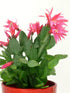 Schlumbergera Buckleyi Pink Plant or Christmas Cactus Pink,Schlumbergera Buckleyi with Green coloured leaves and Pink coloured flower 