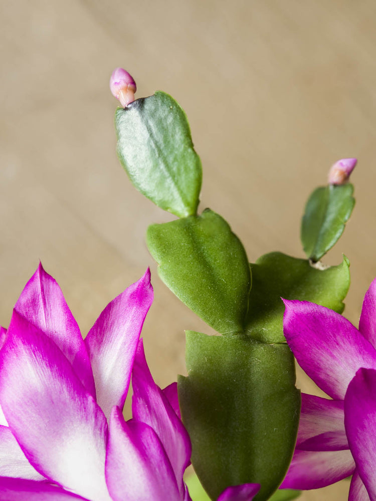 Schlumbergera Buckleyi Pink 