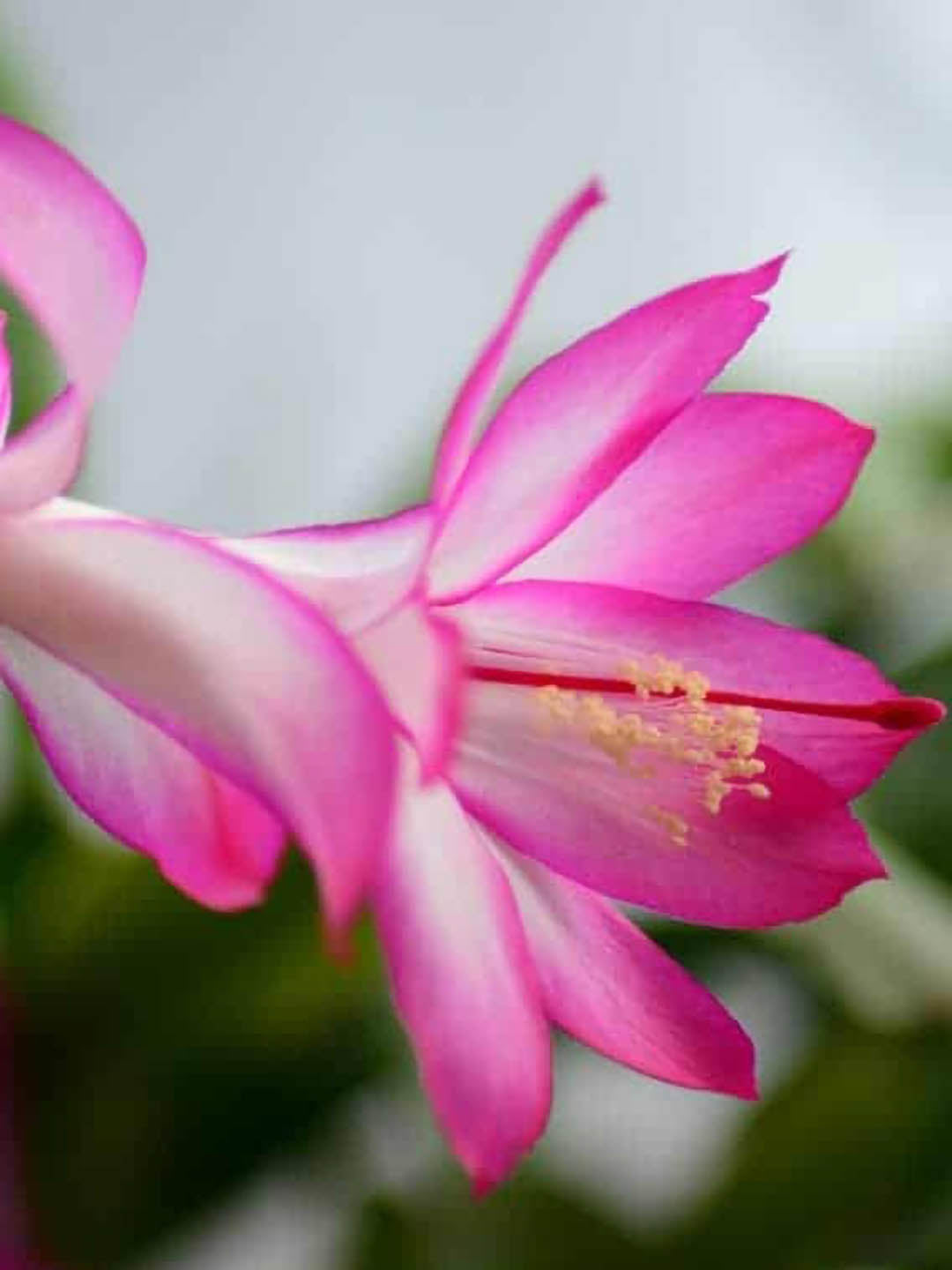 Schlumbergera Buckleyi Pink 