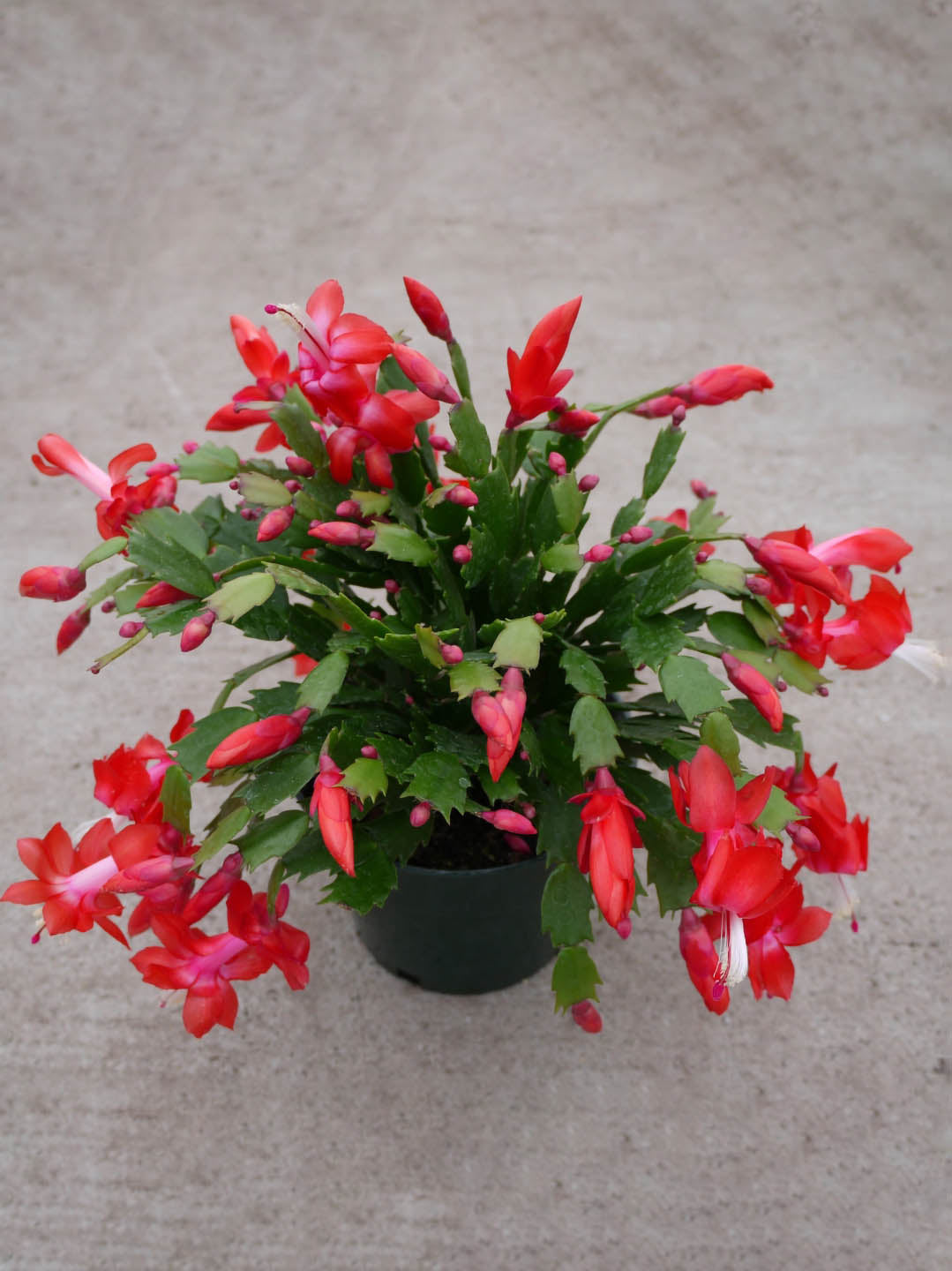 Schlumbergera Buckleyi Red Plant or Christmas Cactus Pink,Schlumbergera Buckleyi with Green coloured leaves and Red coloured flower 