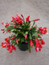 Schlumbergera Buckleyi Red Plant or Christmas Cactus Pink,Schlumbergera Buckleyi with Green coloured leaves and Red coloured flower 