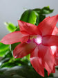 Schlumbergera Buckleyi Red 