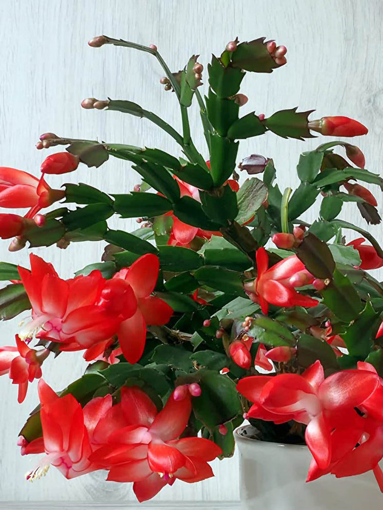 Schlumbergera Buckleyi Red 