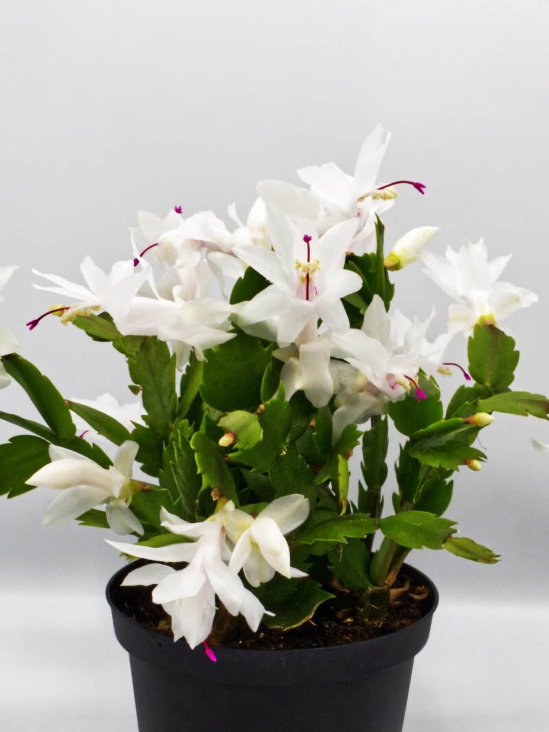 Schlumbergera Buckleyi White Plant or Christmas Cactus Pink,Schlumbergera Buckleyi with Green coloured leaves and White coloured flower 