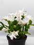 Schlumbergera Buckleyi White Plant or Christmas Cactus Pink,Schlumbergera Buckleyi with Green coloured leaves and White coloured flower 