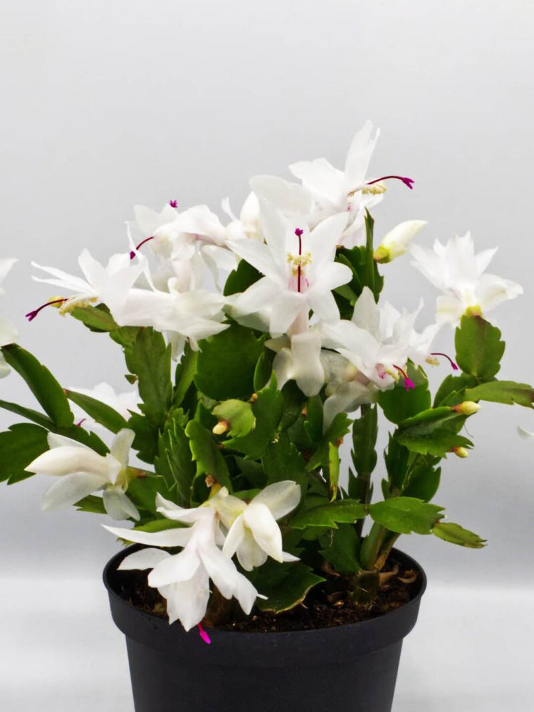 Schlumbergera Buckleyi White Plant or Christmas Cactus Pink,Schlumbergera Buckleyi with Green coloured leaves and White coloured flower 