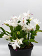 Schlumbergera Buckleyi White Plant or Christmas Cactus Pink,Schlumbergera Buckleyi with Green coloured leaves and White coloured flower 