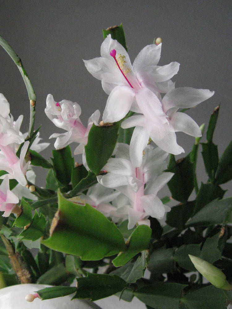Schlumbergera Buckleyi White 