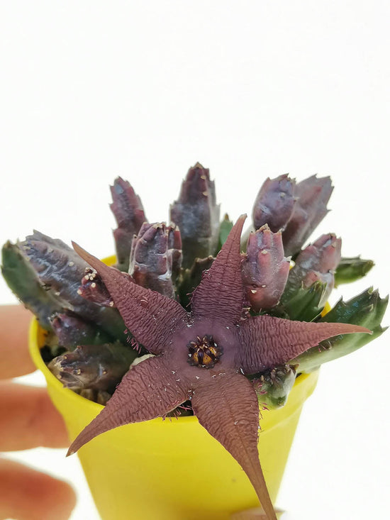Stapelia Schinzii Plant or Starfish Plant with Brownish Green coloured leaves and Brown coloured flower 