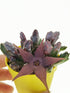 Stapelia Schinzii Plant or Starfish Plant with Brownish Green coloured leaves and Brown coloured flower 