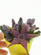 Stapelia Schinzii Plant or Starfish Plant with Brownish Green coloured leaves and Brown coloured flower 