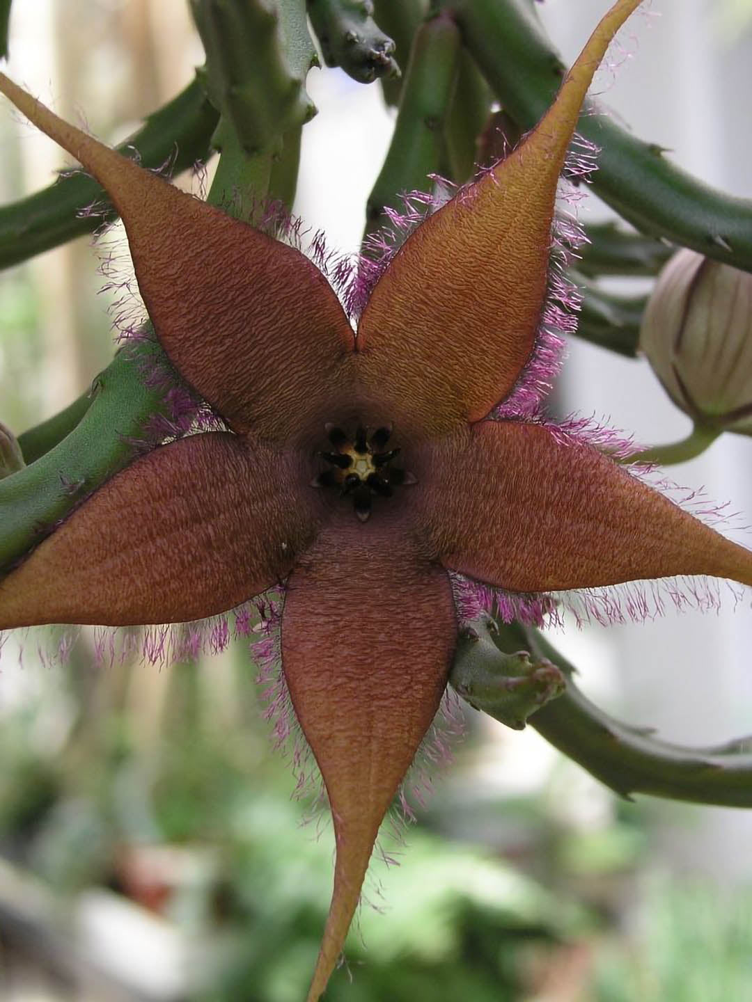 Stapelia Schinzii