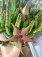 Stapelia Schinzii