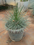 Yucca Angustissima Plant or Narrow -leaf yucca, Harriman s yucca with Green coloured leaves and White coloured flower 