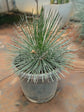 Yucca Angustissima Plant or Narrow -leaf yucca, Harriman s yucca with Green coloured leaves and White coloured flower 