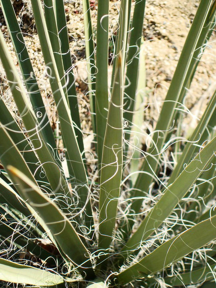 Yucca Angustissima