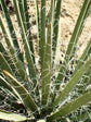 Yucca Angustissima