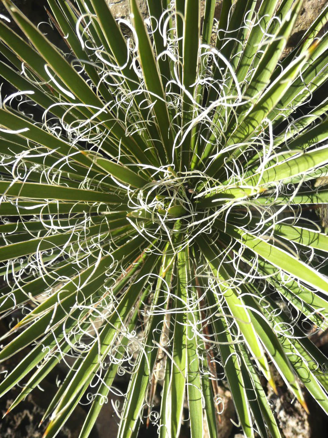 Yucca Angustissima
