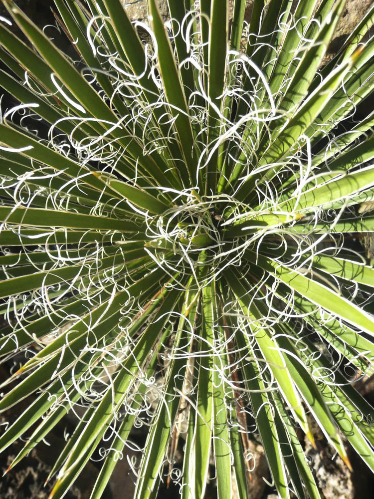 Yucca Angustissima
