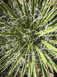 Yucca Angustissima