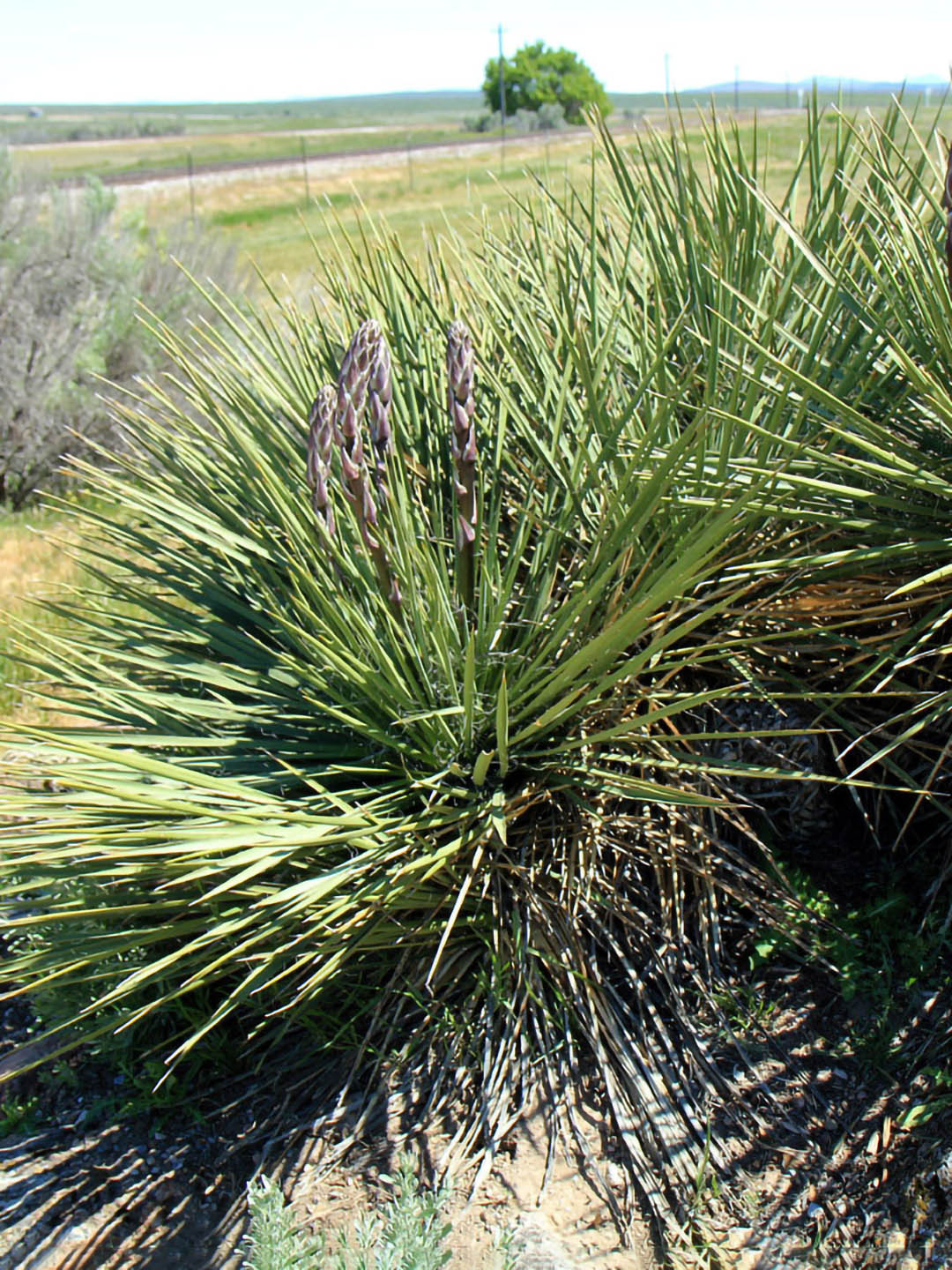 Yucca Angustissima