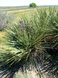 Yucca Angustissima