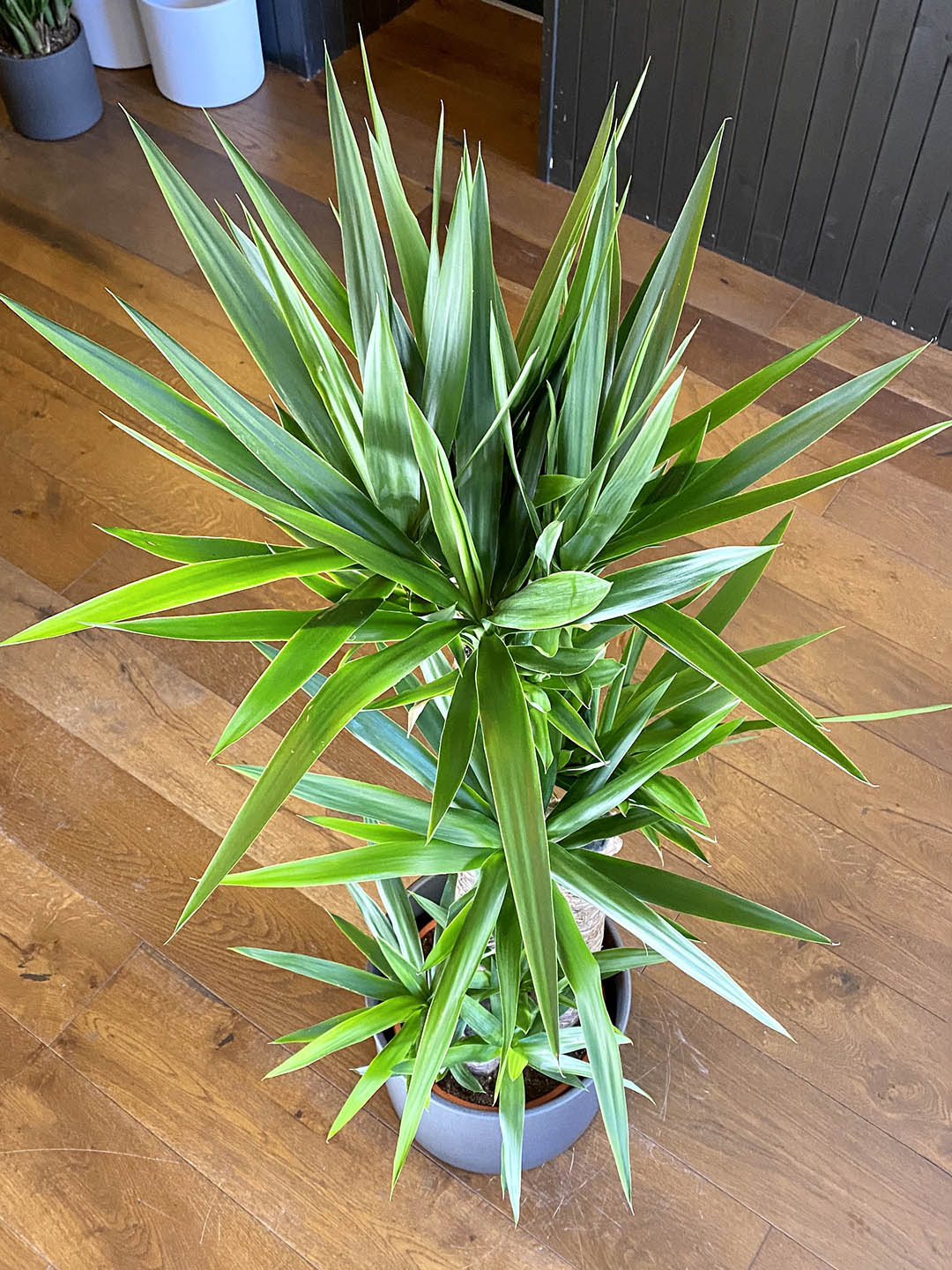 Yucca Elephantipes Plant or Yucca Silver Star,Spineless Yucca with Green coloured leaves